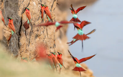 Birding | Shawa Wildlife